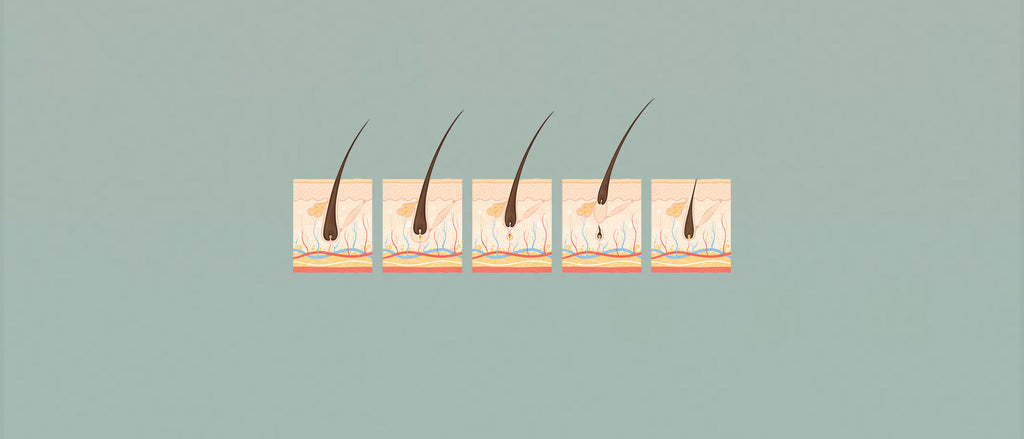 Slik fungerer hårvekstsyklusen